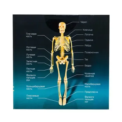 Система костей и их соединений (скелет человека), плакат глянцевый А1+/А2+  › Купить оптом и в розницу › Цена от завода