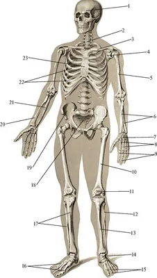 скелет с подписями на латинском и русском для медиков | Анатомия, Анатомия  и физиология, Анатомия сердца