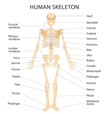 анатомия для художников - Поиск в Google | Человеческий скелет, Медицинская  иллюстрация, Анатомия