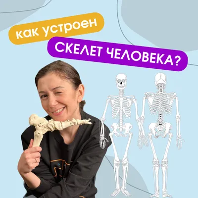 Скелетная система человека с надписями инфографики костей на белом фоне.  реалистичные желтые кости конечностей или черепа, туловище с позвоночником  и ребрами. изолированная скелетная система, вид спереди. вектор | Премиум  векторы
