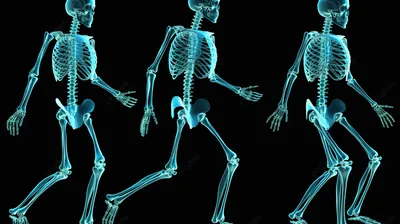 четырехугольный 3d рендеринг скелета иллюстративная медицинская схема  изображающая его структуру, скелет человека, хребет, человеческие кости фон  картинки и Фото для бесплатной загрузки