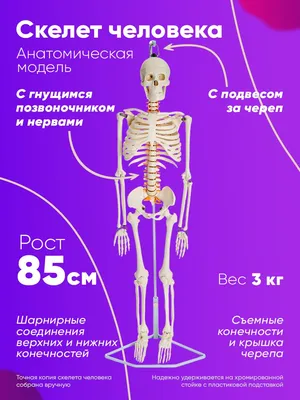 Скелет человека 85 см гнущийся позвоночник - купить с доставкой по выгодным  ценам в интернет-магазине OZON (184228751)