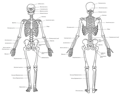 Скелет человека на латыни | Биология, Медицина, Медицинский