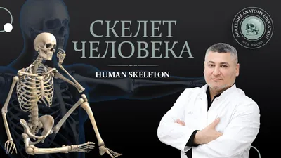 карточка скелетона человека с надписью названия костей Иллюстрация вектора  - иллюстрации насчитывающей людск, биохимии: 232009938