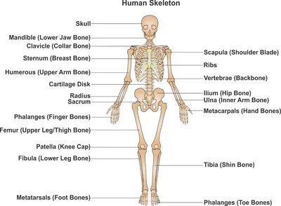 Скелет человека / Human skeleton. Анатомия костной системы / Anatomy of the  bone system - YouTube