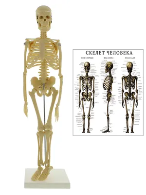 иллюстрация мужской анатомии 3d вид скелета, 3d тело, человеческие кости, скелет  человека фон картинки и Фото для бесплатной загрузки