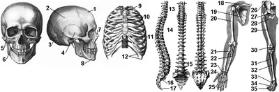 Модель человеческого скелета, человеческая позвонковая структура,  медицинские кости, скелет всего тела с мышцами, модель 3D | AliExpress
