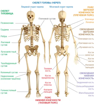 Отделы скелета — урок. Биология, 9 класс.