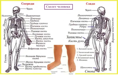 Скелет человека — Википедия