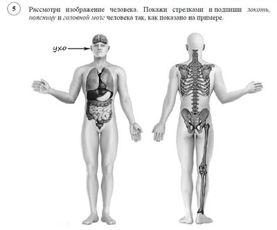 Взаимное расположение внутренних органов и скелета человека (постер). |  Эндокринная система, Человек, Анатомия