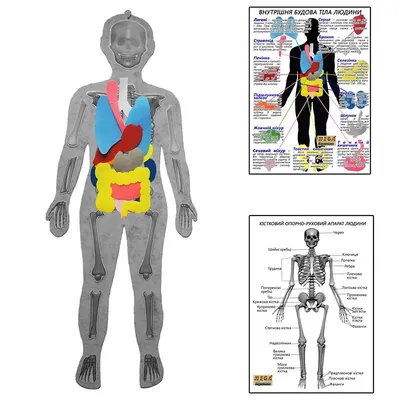 Плакат внутренние органы человека – Полимапия