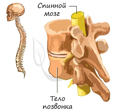 Отзывы на Набор для опытов «Строение тела», анатомия человека (арт. 2772939)