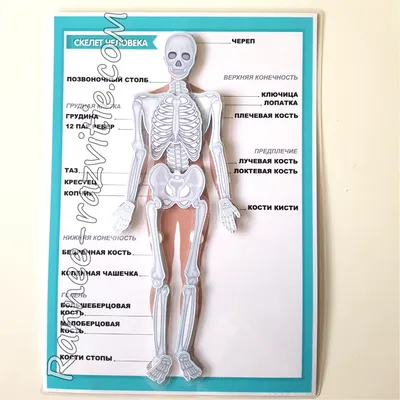 Анатомическая набор EDU-TOYS органы человека SK008 купить по цене 2965 ₽ в  интернет-магазине Детский мир