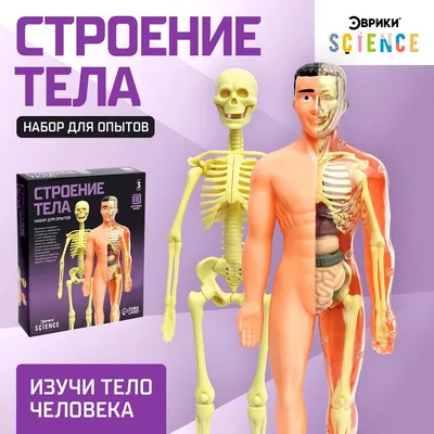 Органы и Скелет человека. | Easy English - для начинающих | Дзен
