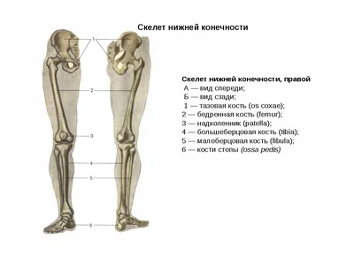 Скелет нижних конечностей - описание, заказать | Гэотар-мед