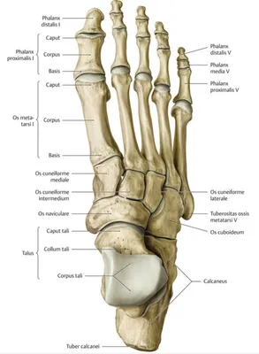 Кости стопы (предпросмотр) - Анатомия человека | Kenhub - YouTube