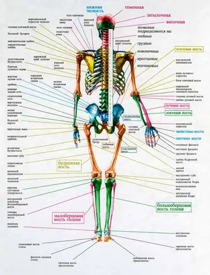 PNATOMY, натуральный размер, суставы и кости стопы, анатомия, модель  человеческой стопы и лодыжки, медицинский подарок, скелет, тибия и ягодицы  1:1 | AliExpress