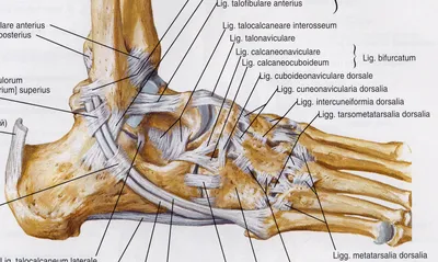 1:1 большой медицинский человеческий скелет ноги кости анатомия модель ноги  и лодыжки с хвостовиком кости анатомическая модель Greys Анатомия оптовая  продажа | AliExpress