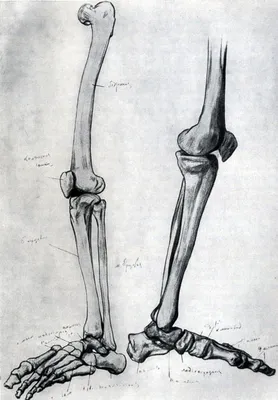 баммес ноги скелет | Рисунки, Художник, Рисунок
