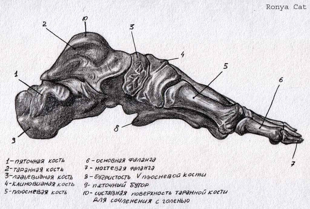 Пяточная латынь. Таранная кость стопы анатомия. Стопа анатомия кости таранная кость. Пяточная кость таранная кость. Пяточная кость стопы анатомия.