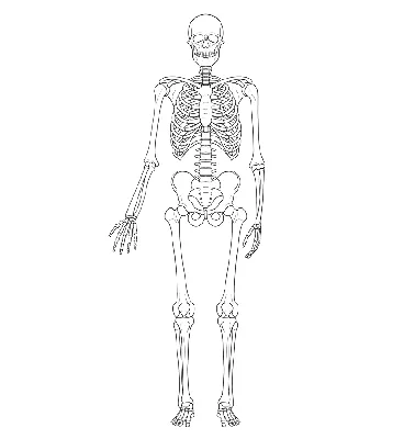 Скетч скелет рисунок - 47 фото