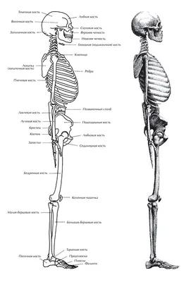 Как Нарисовать Скелет (Карандашом + Поэтапно) • ИзоКурс, Мск