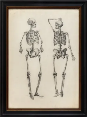 skeleton drawing | Рисунки, Винтажные плакаты, Художественные идеи