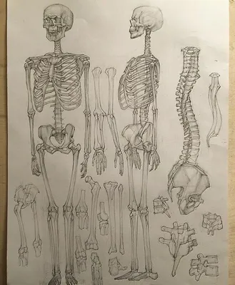 Скелет | Anatomy art, Skeleton drawings, Sketches