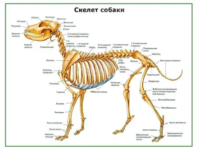 Скелет собаки: иллюстрации: нормальная анатомия | vet-Anatomy