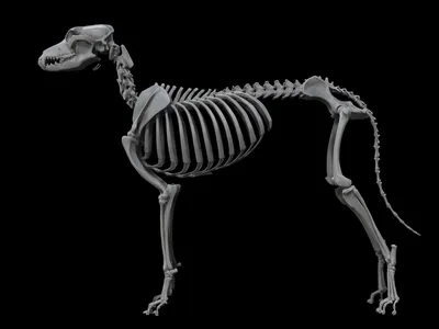 Скелет собаки с подписями (72 фото) - картинки 