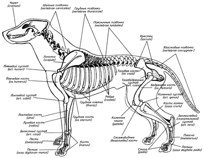 Скелет собаки