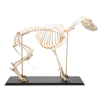 Скелет собаки (Canis lupus familiaris), размер L, препарат - 1020989 -  T300091L - Хищники (Carnivora) - 3B Scientific