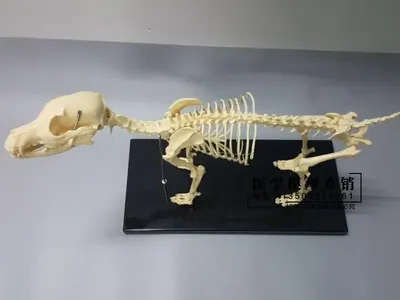 Скелет собаки | Прокат скелетов животных. Хэллоуин. | EventRent