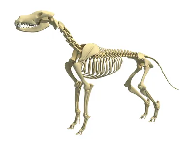 Палеонтологи обнаружили редкую окаменелость древних видов собак | ИА  Красная Весна