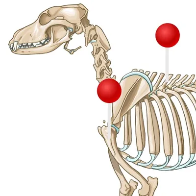 Скелет собаки: иллюстрации: нормальная анатомия | vet-Anatomy