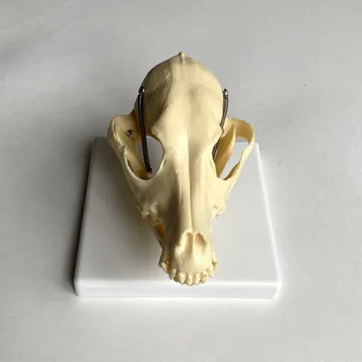 Анатомическая модель скелета собаки, 190910 (ID#1846476740), цена:   ₴, купить на 
