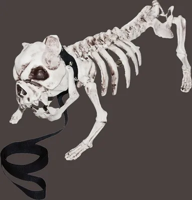Скелет собаки 2 - 3d stl модель для ЧПУ