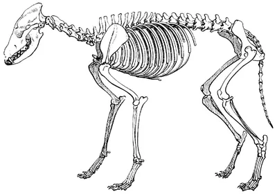 Скелет собаки иллюстрация штока. иллюстрации насчитывающей здоровье -  146234087