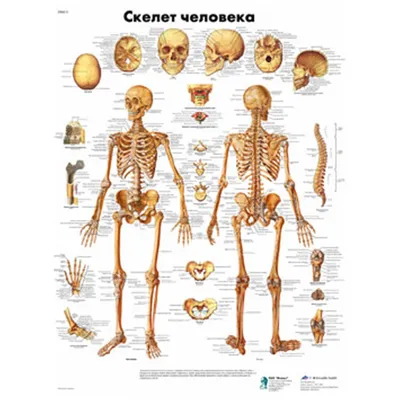 Модель скелета человека 80 см (на подставке) ООО Медтехника Спб (арт. A004)