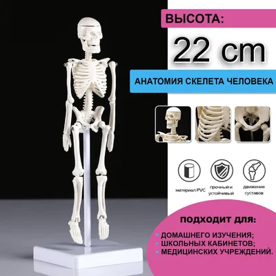Анатомическая модель скелета человека 170 см, Китай › купить, цена в  Москве, оптом и в розницу