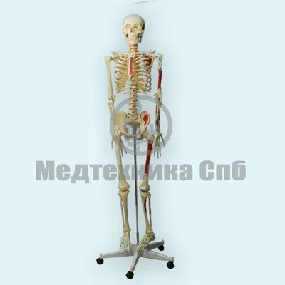 Макет "Скелет человека" 22см (5076756) - Купить по цене от  руб. |  Интернет магазин 