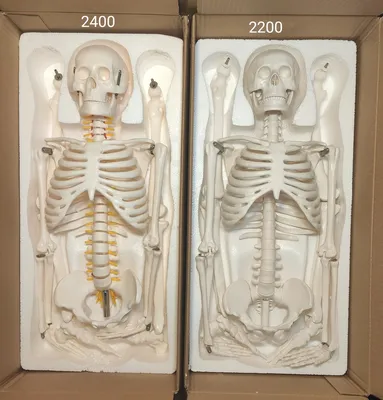 Скелет человека, анатомический, 17 ''Мини размер, модель медицинского  скелета с подвижными руками и ногами для тех, кто учится и учит | AliExpress