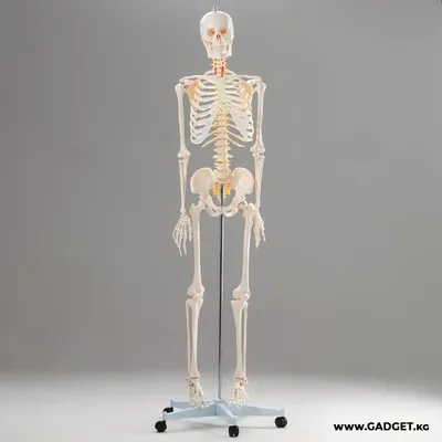 Скелет человека рисунок карандашом - 58 фото