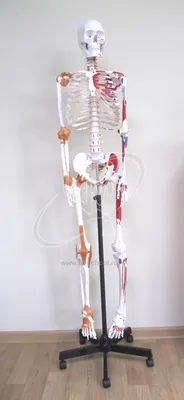 Скелет человека на роликовой подставке, 170 см (id 60906990), купить в  Казахстане, цена на 