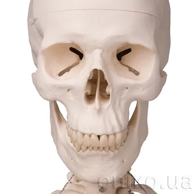 Особенности скелета верхних и нижних конечностей, скелет туловища человека