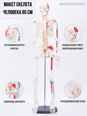 Скелет человека / Human skeleton. Анатомия костной системы / Anatomy of the  bone system - YouTube