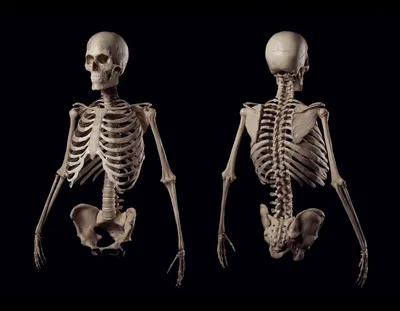 Скелет человека — Википедия