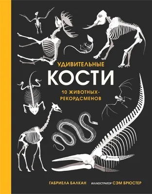 Плечевая кость млекопитающего - 1021066 - T30067 - Кости и скелеты животных  - 3B Scientific