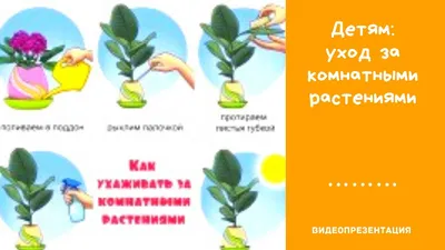 Зелёный патруль в уголке природы — МАДОУ детский сад №85 города Тюмени