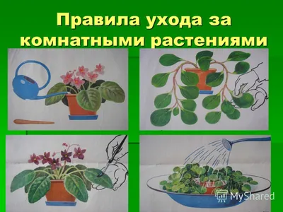 Картотека "Уход за комнатными растениями"